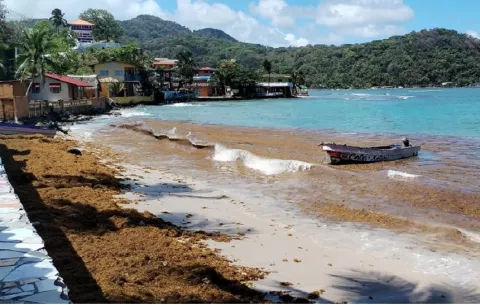 Presencia de alga marina masiva afecta varias playas de Colón