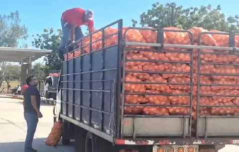 Productores de cebolla en Azuero logran acuerdo para comercializar excedente