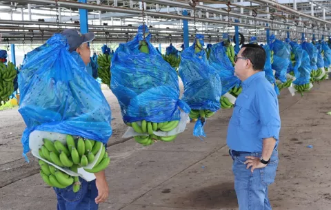 Trabajadores bananeros recuperan empleos tras crisis sindical en Panamá