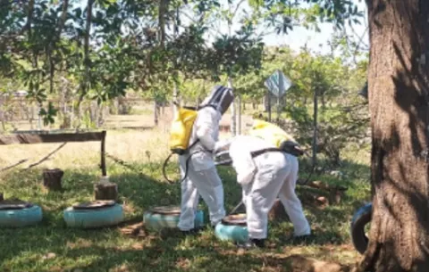 Ataques de abejas africanizadas disparan los llamados de emergencia en Coclé
