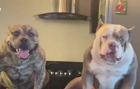 Perros mueren asfixiados en vehículo durante operativo, la policía asegura que no tuvo nada que ver
