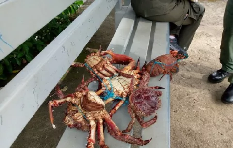 Sorprenden a dos personas en la comercialización de fauna marina en Portobelo, además le caen a las ebanisterías