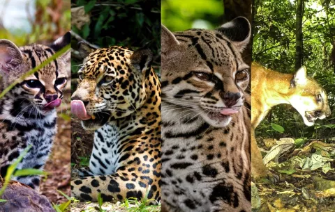 Día Nacional de los Felinos Silvestres: ¿Cuántas especies tiene Panamá?