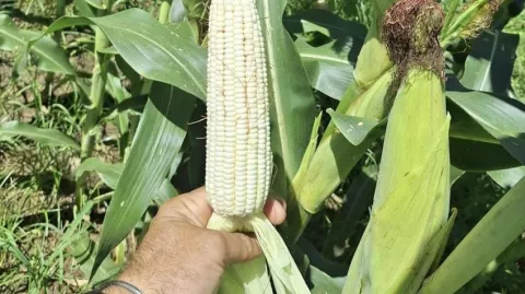 Asociación capacita a productores sobre uso de plaguicidas