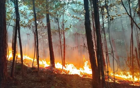 Desastre: Incendio forestal consume 150 hectáreas en La Yeguada, Veraguas