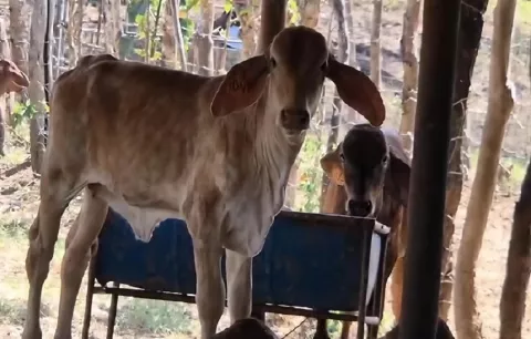 Ganaderos de Los Santos alertan sobre el bajo caudal de quebradas y ríos