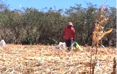 Crisis en Los Santos: maiceros sin pagos y con altos costos de producción