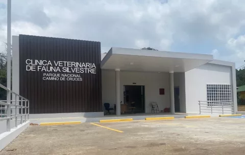 MiAmbiente alerta sobre los riesgos por tenencia de fauna silvestre tras caso de mona araña con tuberculosis
