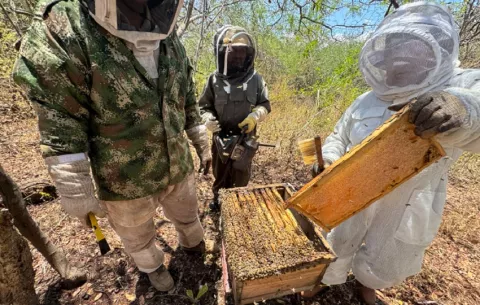 Recolectan la primera cosecha de 'miel de manglar' en París y Santa Ana en Panamá