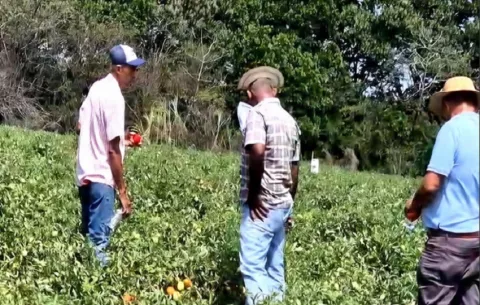 Productores de tomate en Azuero alertan sobre crisis por alza del combustible