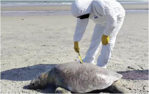 MiAmbiente reporta tortuga varada en Bahía de Chame y a ocelote atropellado