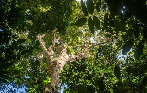 Árboles tropicales son mejores 'vecinos' que los árboles de los bosques templados
