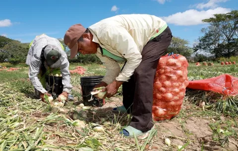 Pequeños productores de Coclé obtienen créditos del BDA e inician cosecha del ciclo agrícola 2025-2026