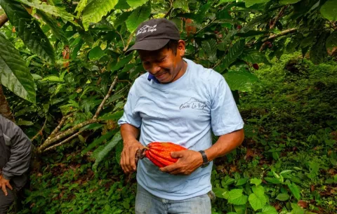 Cerro La Vieja  logra la primera certificación de cacao Bird Friendly en Panamá