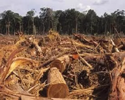 ¿Cuáles son los problemas ambientales más graves?