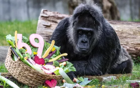 La gorila más longeva del mundo cumple 69 años en el zoo de Berlín