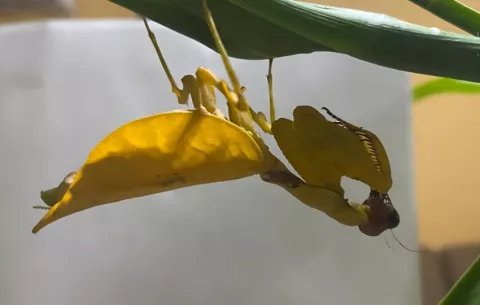Hallazgo inédito: investigadores de la UP identifican mantis religiosa amarilla