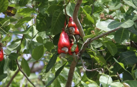 ¿Cómo avanza el plan para rescatar la producción de marañón en Panamá?
