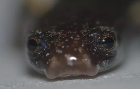 Registran en Colón  una especie de salamandra gusano; es la primera vez que se ve en Panamá