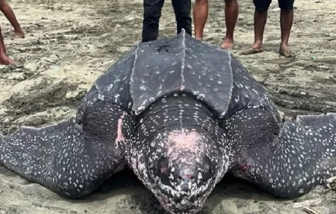 Durante limpieza de playa residentes encuentran enorme tortuga en Costa Abajo de Colón