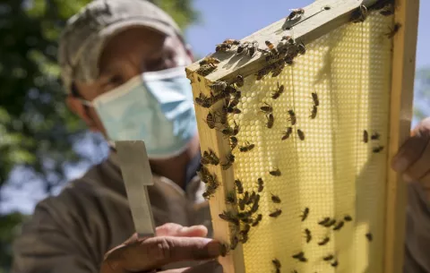 La FAO advierte que la desaparición de las abejas amenaza la seguridad alimentaria en América Latina y el Caribe