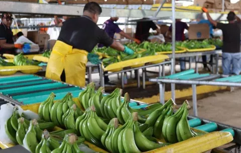 Más de 5 mil trabajadores retoman labores en Chiquita tras reactivación bananera