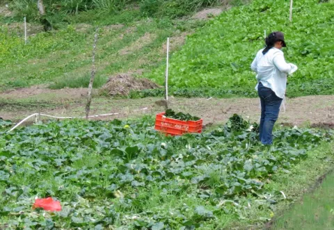 MIDA recomienda planificar siembras ante disminución de lluvias en Coclé