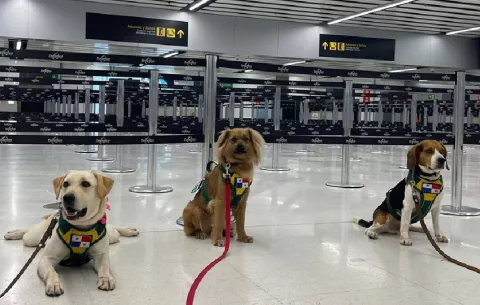 Unidad Canina del MIDA decomisa más de 286 kilogramos de productos en Tocumen