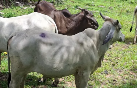 Desarrollan jornada de identificación bovina en Colón