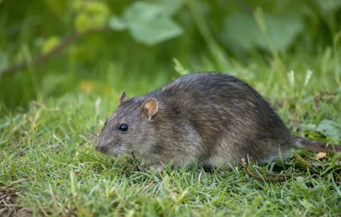 Fujifilm dona a España, Francia y Países Bajos un antiviral experimental contra el hantavirus
