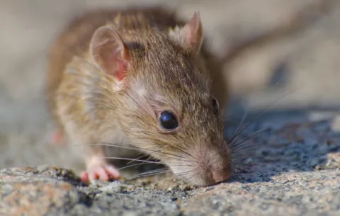 ¿Es grave el hantavirus?