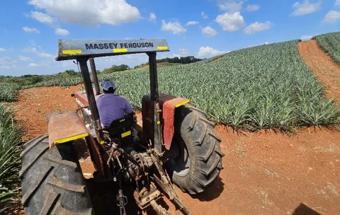 IMA y productores de La Chorrera buscan comercializar piña para concentrados