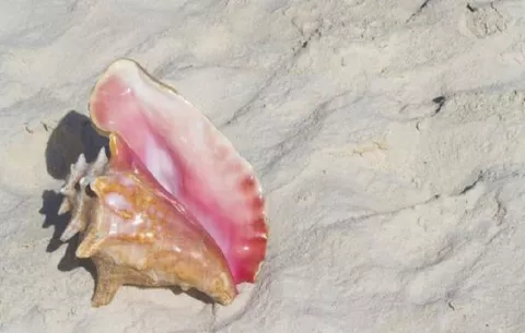 Panamá protege sus mares: veda de 10 años para caracoles marinos  