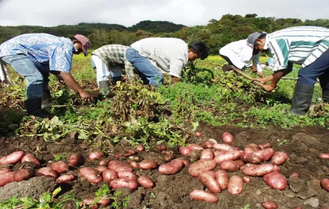Productores ajustan sus cultivos ante la llegada del fenómeno de El Niño