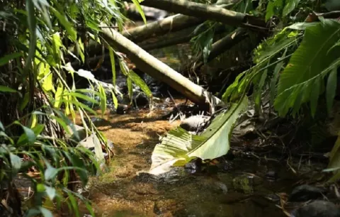 Niño de dos años muere ahogado en río de Quebrada Ancha, Colón
