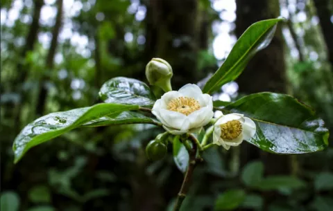 Investigadores identifican tres nuevas especies de Scottmoria en Panamá
