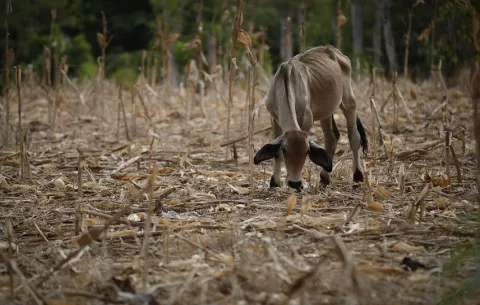 ONU alerta sobre crisis alimentaria por El Niño en América Latina y el Caribe
