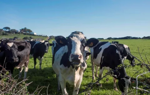 Las vacas pueden reconocer un rostro humano familiar, revela estudio