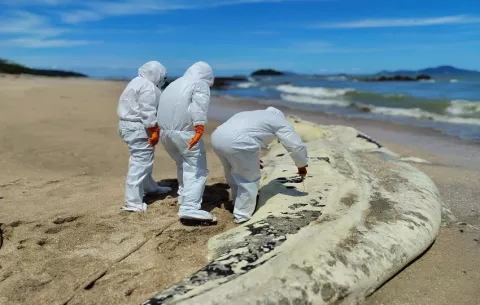 MiAmbiente investiga causas de muerte de un tiburón ballena encallado en playa Veracruz