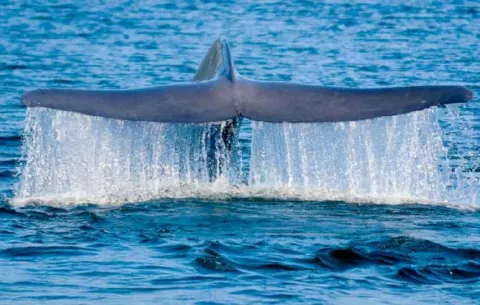 Islandia reanuda la caza de ballenas tras dos años de pausa pese a las protestas activistas