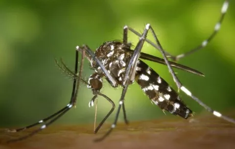 Niños entre 10 a 14 años, es el grupo más vulnerable al dengue 