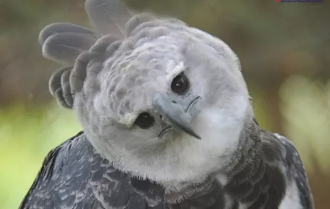 El Mundial de las garras y las alas: Águilas y leones reinarían en el campo