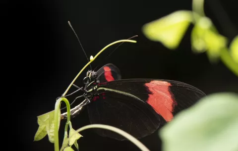 Descubren el secreto de las mariposas Heliconius, las más longevas registradas en el mundo