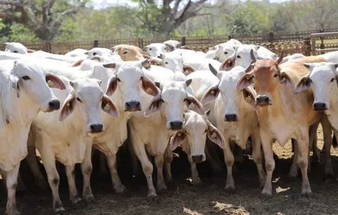 Panamá mantiene estatus sanitario frente Encefalopatía Espongiforme Bovina (EEB)
