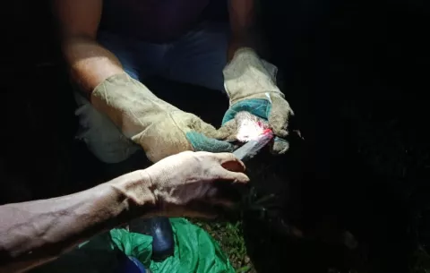 MIDA intensifica control de murciélagos hematófagos en Colón para prevenir la rabia selvática