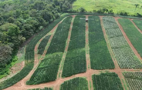 Exportaciones de fruta fresca desde Panamá Oeste alcanzaron las 359,000 cajas
