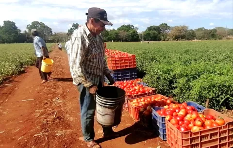 Producción de tomate industrial en Los Santos en riesgo, reciben 9 centavos por libra