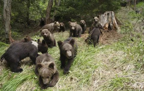Una escuela para que los osos huérfanos aprendan a vivir en la naturaleza