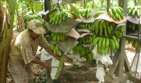La Unión Europea amenaza  precio del banano  