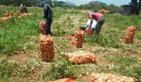 Importación de la cebolla no cesa